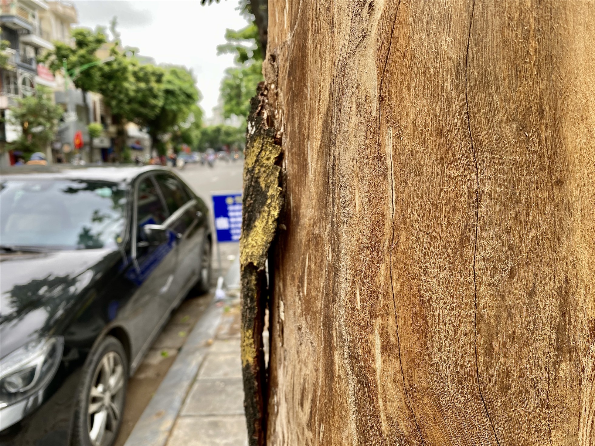 Vỏ cây tách ra khỏi thân cây trên phố Huế. Ảnh: Vĩnh Hoàng
