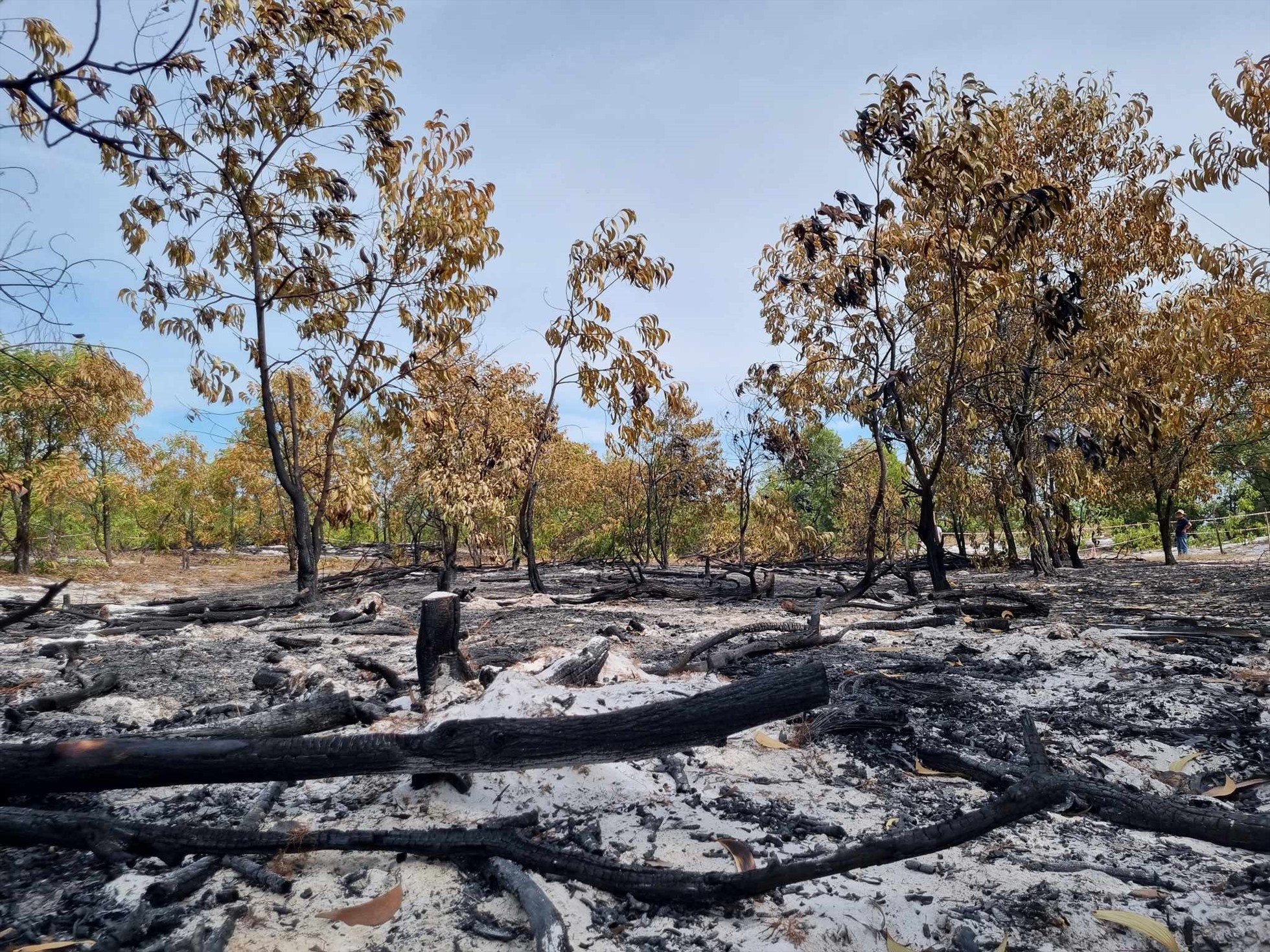 Nhiều cây rừng bị héo lá do sức nóng lửa diễn tập, khiến dư luận xôn xao. Ảnh Hoàng Bin