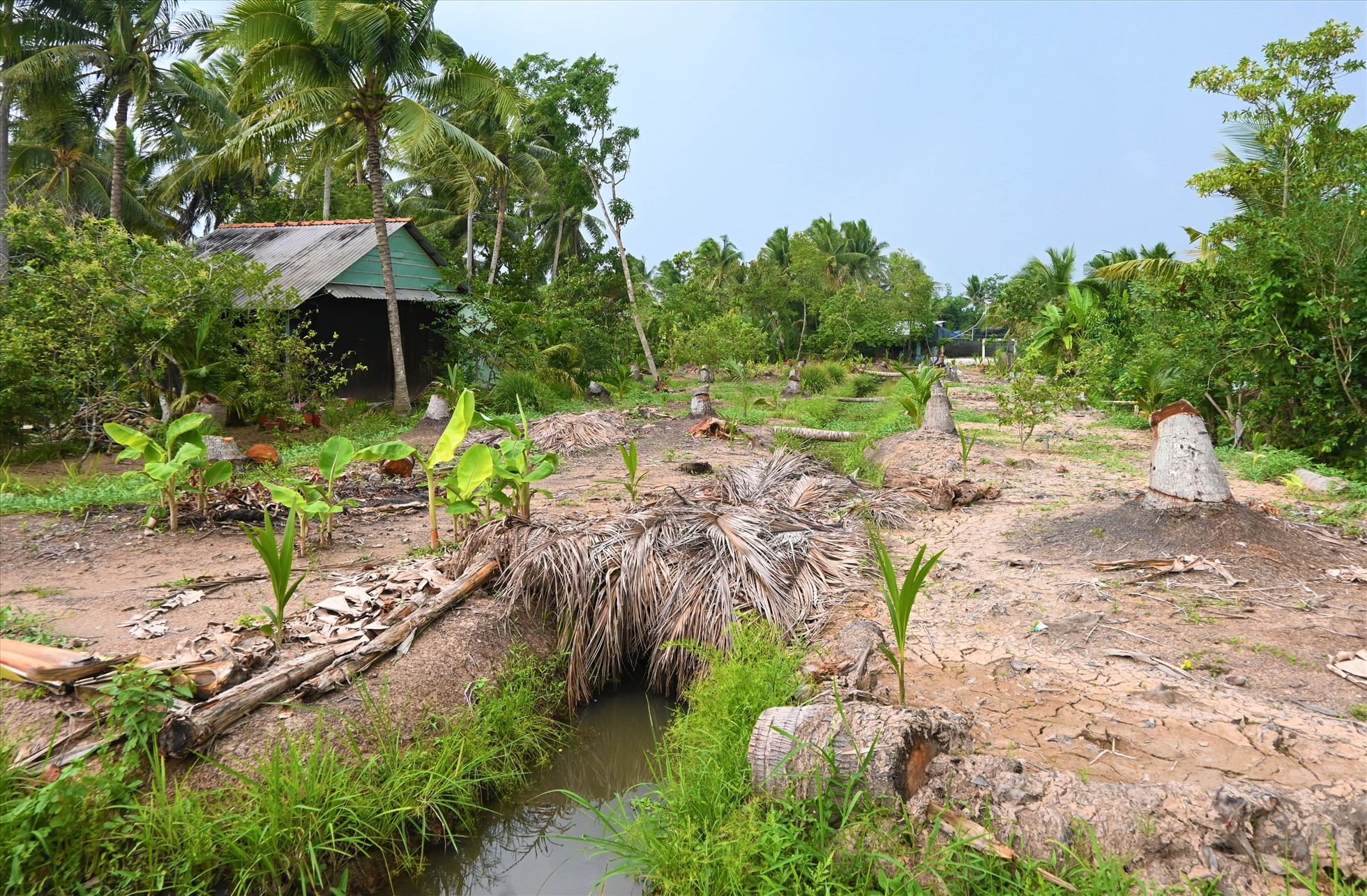 Một vườn dừa ở huyện Châu Thành (tỉnh Bến Tre) chết rụi vì sâu đầu đen, chủ vườn đã trồng dừa lại. Ảnh: Thành Nhân