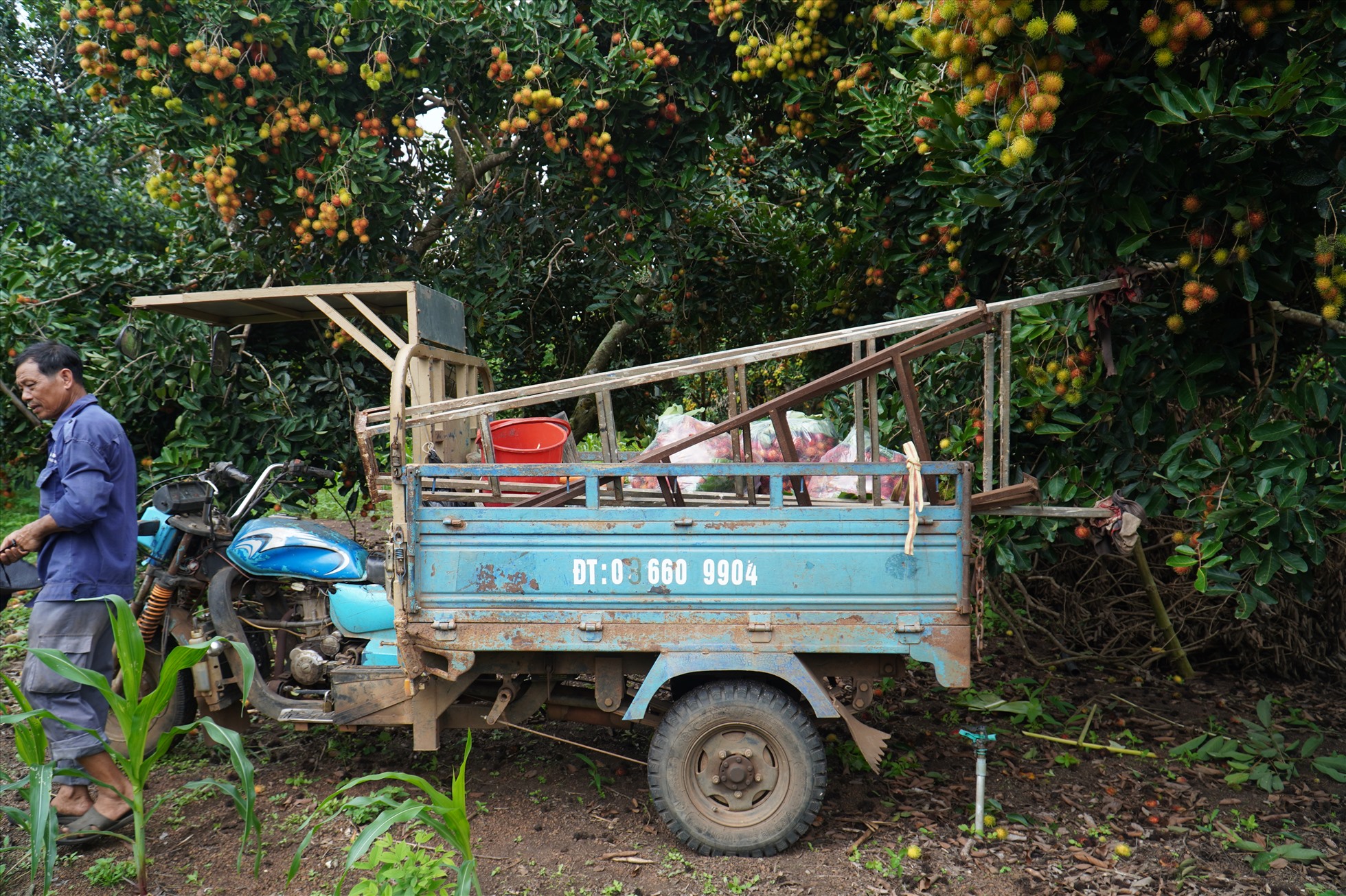 Người nông dân thu hoạch chôm chôm tại xã Bình Lộc, TP Long Khánh. Ảnh: Hà Anh Chiến