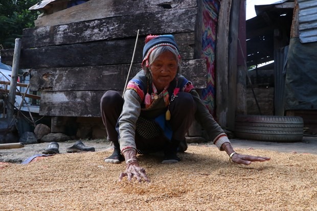 Nhờ sự hỗ trợ của của Nhà nước về giống lúa mới, bà con dân tộc Cống ở bản Xám Láng, xã Nậm Khao, huyện Mường Tè, tăng được sản lượng lương thực. Ảnh: TTXVN