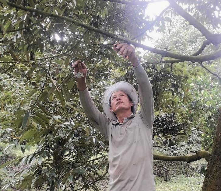 Anh Nguyễn Hoàng Anh quyết tâm làm giàu từ cây sầu riêng. Ảnh: Nhân vật cung cấp