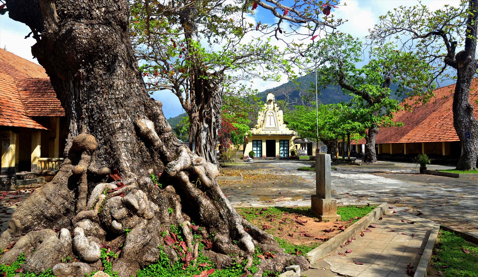 Bên trong trại Phú Hải (Côn Đảo, Bà Rịa - Vũng Tàu) có nhiều cây bàng cổ thụ được công nhận Cây di sản. Ảnh: Lâm Điền