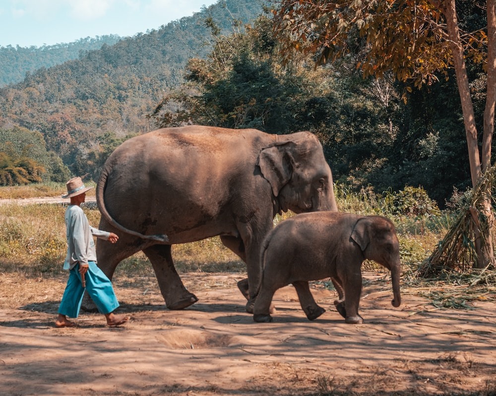Đến với Chiang Mai, du khách có thể trải nghiệm hoạt động tắm, cho voi ăn... Ảnh: Craig McKay/Unsplash