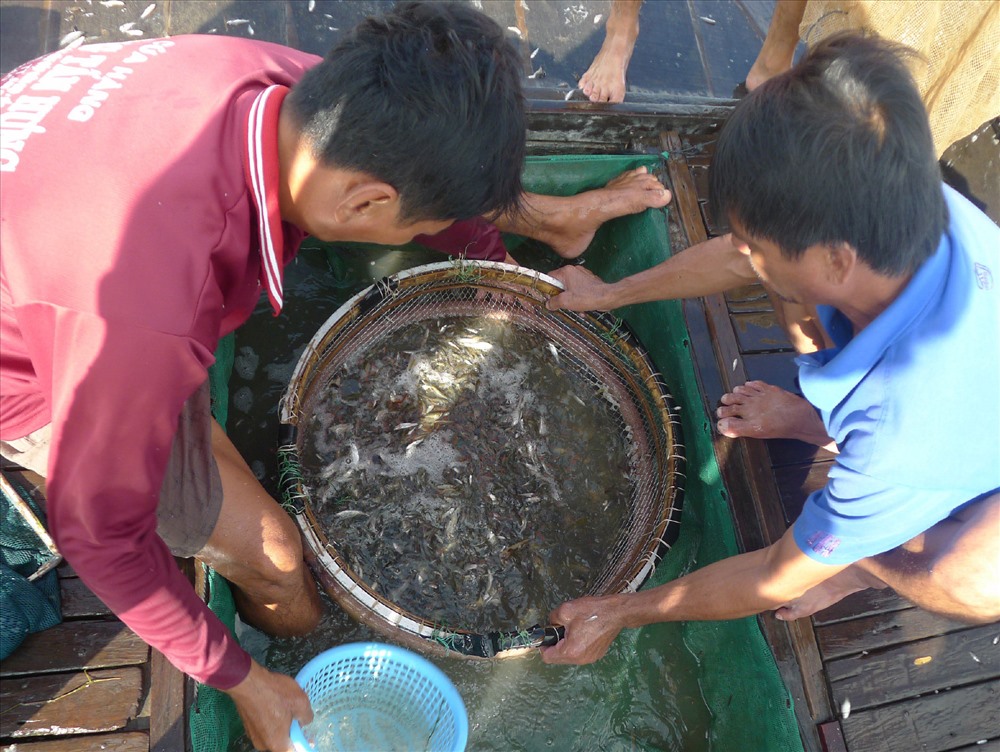 Các loại cá, người dân mang ra chợ bán (hoạt động nhộn nhịp tại một khu chợ cá mùa lũ)
