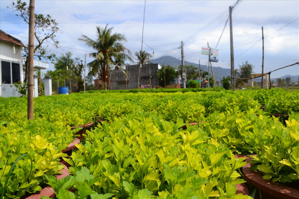 Nông dân làng hoa còn phải căng mình khắc phục diện tích bị vàng lá do ngập lụt. Ảnh: Châu Tường