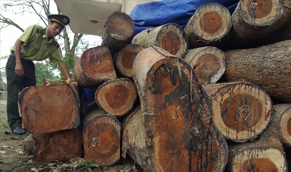 Hơn 4m3 gỗ hương ròng bị Kiểm lâm huyện Hướng Hóa thu giữ. Ảnh: Hưng Thơ.
