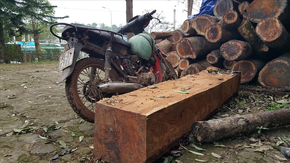 Chỉ với chiếc xe môtô này, một đối tượng (bị phát hiện) đã chở khúc gỗ bên cạnh với trọng lượng khoảng 300kg trên con đường đất và phải lội qua 2 con suối. Ảnh: Hưng Thơ.