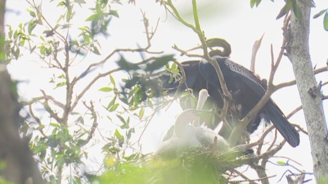 Chim cò làm tổ tại Vườn Quốc gia Tràm Chim. 