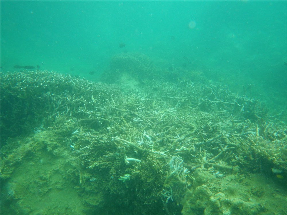 Rạn san hô bị gãy, vỡ nằm cách bờ khoảng 20-30m, ở độ sâu 3-4m thuộc phía Nam đảo Hòn Mun. Ảnh: T.Tài