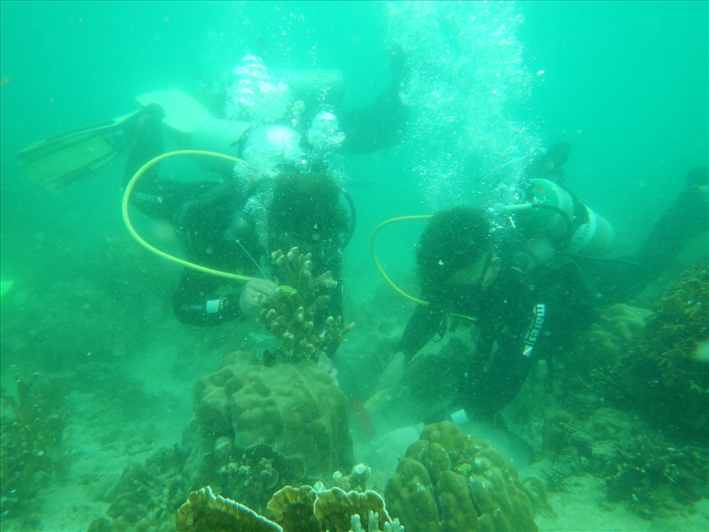 Các thợ lặn tiến hành cố định san hô dưới biển. Ảnh: T.Tài