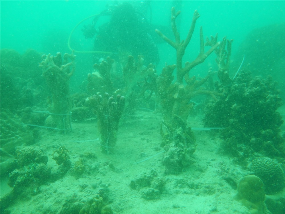 Một số rạn san hô được phục hồi tại khu vực phía Bắc đảo Hòn Mun. Ảnh: T.Tài