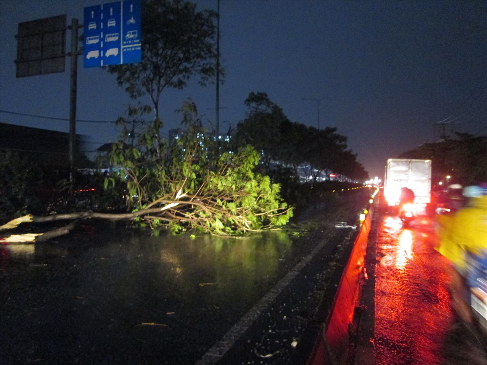Nhánh cây phượng trên tuyến Quốc lộ 1 bị tét nhánh ngã đổ xuống đường.  Ảnh: Đ.L
