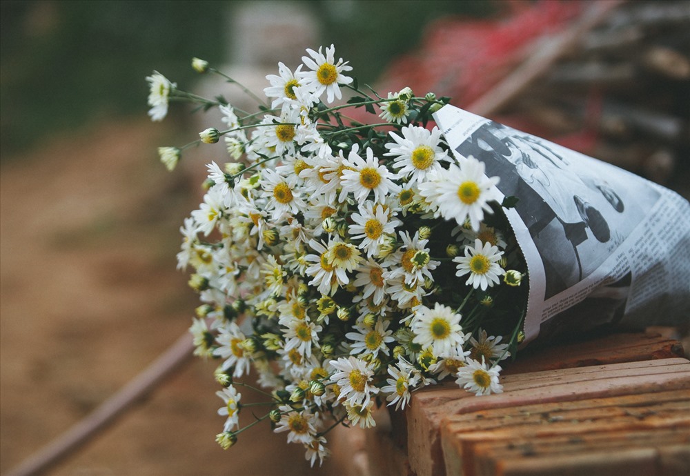 Những bó cúc hoạ mi được gói gém cẩn thận trong  tờ báo như một nét đặc trưng tạo nên vẻ đẹp giản dị của loại hoa này.