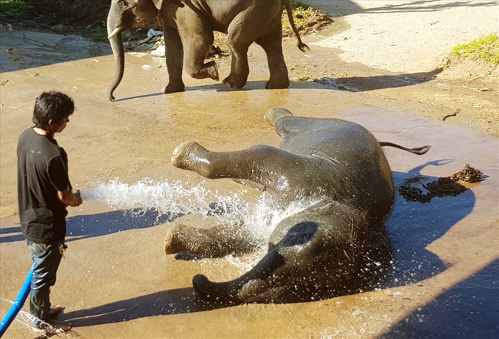 Những chũ voi thích thú khi được tắm rửa và vệ sinh. Ảnh: Lê Phi Long