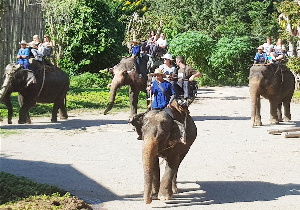 Tại đây đang nuôi dưỡng hàng chục con voi được đem về từ mọi miền trên đất Thái Lan. Ảnh: Lê Phi Long