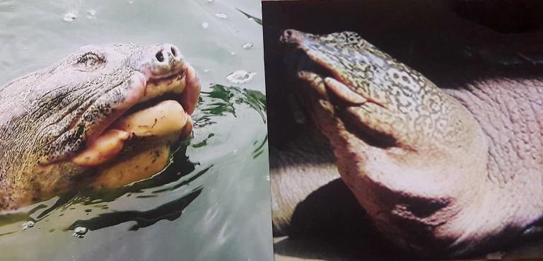 Cụ rùa hồ Gươm (trái) và cá thể rùa Đồng Mô (phải) có kích thước tương đương nhau.