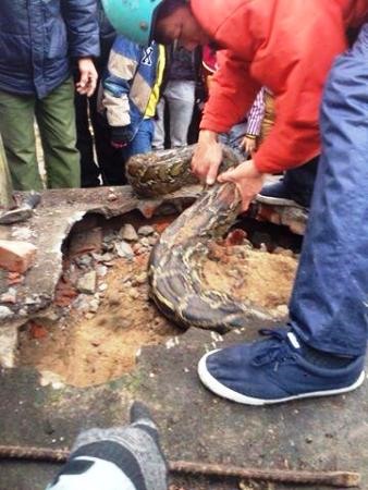 Chiều 25.1.2016, người dân thị trấn Yên Mỹ (huyện Yên Mỹ, Hưng Yên) phát hiện con trăn đang cố chui vào ngôi mộ tại nghĩa trang nhân dân thị trấn và bị mắc kẹt do phần thân sau quá lớn.