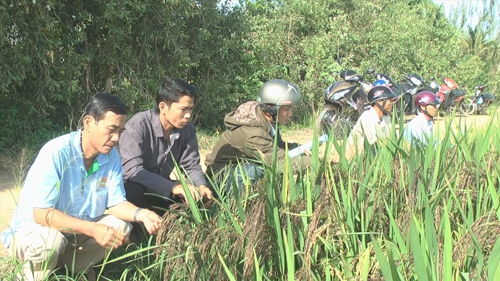 Nông dân tham quan cánh đồng trồng lúa tím than.