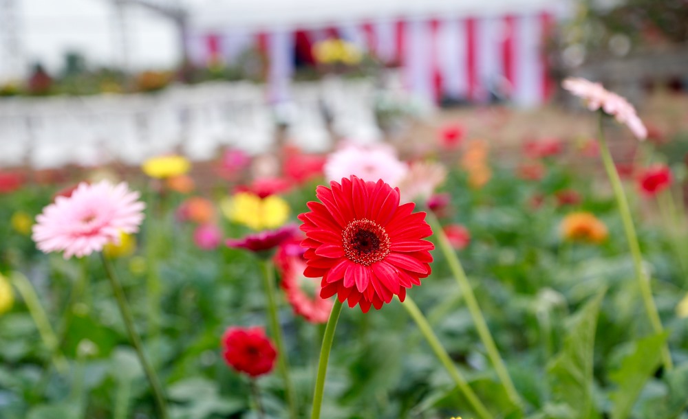 Những ngày gần cuối năm, lễ hội hoa xã Xuân Quang như mạng lại không khí tết gần hơn với  hàng nghìn bông hoa đua nhau khoe sắc.