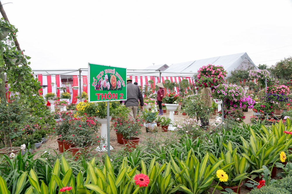 Các gian hàng hoa trong lễ hội được tổng hợp từ 12 thôn trong xã. Theo chia sẻ của các hộ dân, thời tiết lúc này khá thuận lợi cho việc gieo trồng và chăm sóc hoa để phục vụ cho dịp tết nguyên đán Mậu Tuất sắp tới.