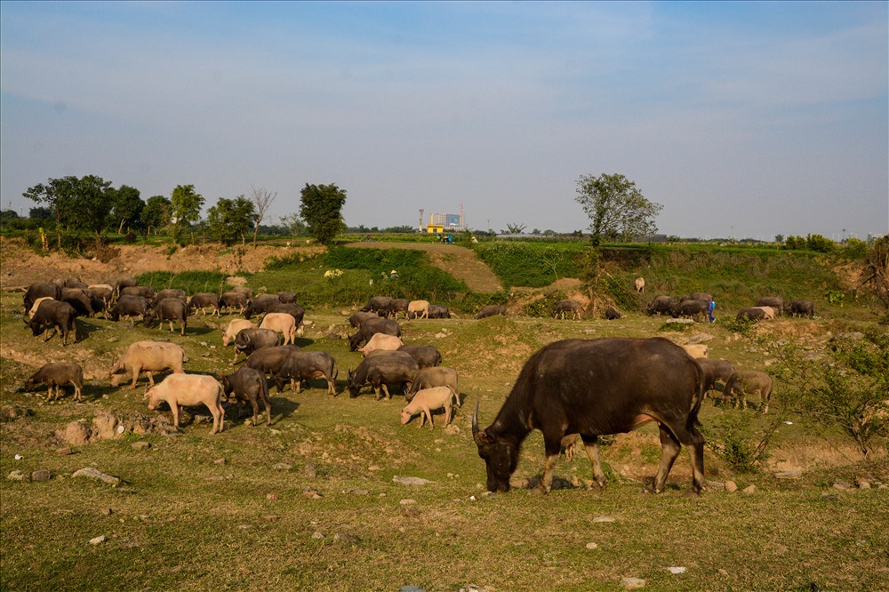Đàn trâu được chăn thả ngay bãi bồi sông Hồng xung quanh khu vực chân cầu Vĩnh Tuy. Nguồn thức ăn chính và duy nhất là cỏ và nước sông Hồng. Vì ngay gần sông nên rất thuận lợi cho việc trâu tắm và uống nước. 