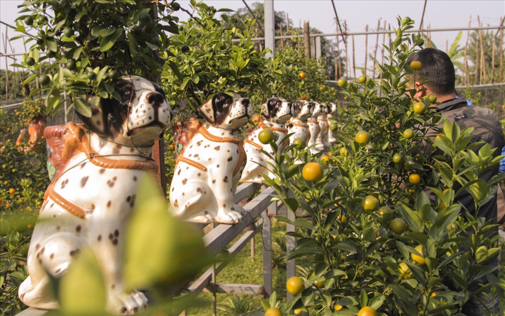 Giá trung bình của mỗi cây quất trồng trong ‘’Chú chó đốm” khoảng 2-3 triệu/cây.