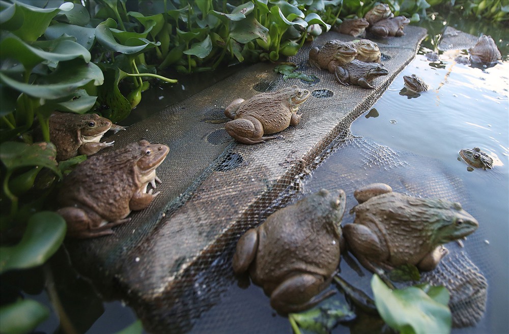 Mỹ Trung Tiền Giang Phát triển mô hình nuôi ếch