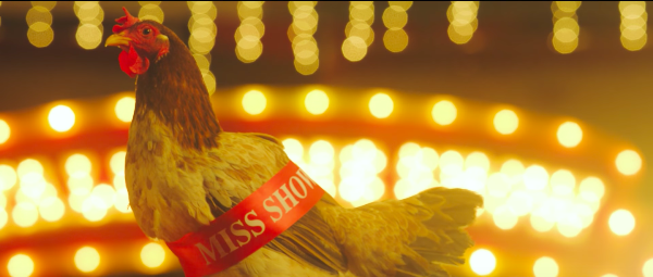 Hình ảnh gà mái với danh hiệu “Miss showbiz” khiến nhiều người tò mò