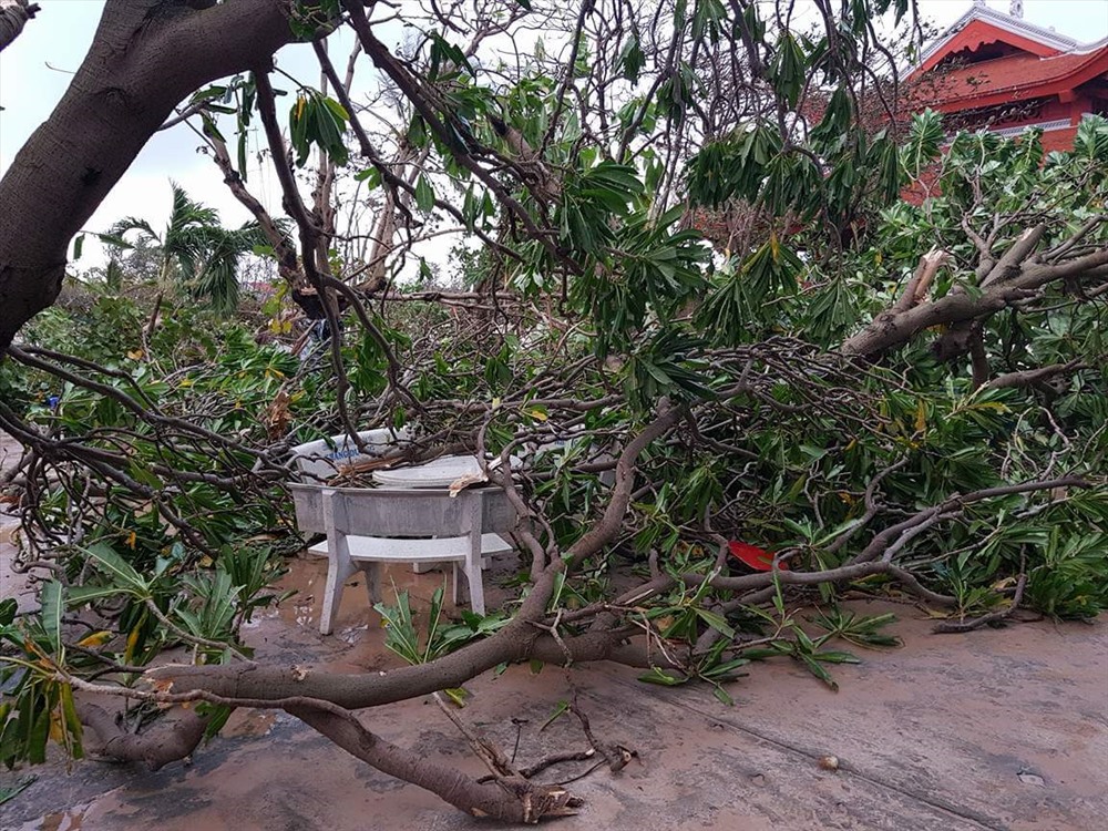 Nhiều cây bàng vuông ở đảo Trường Sa bị gãy, đổ. Ảnh: P.C