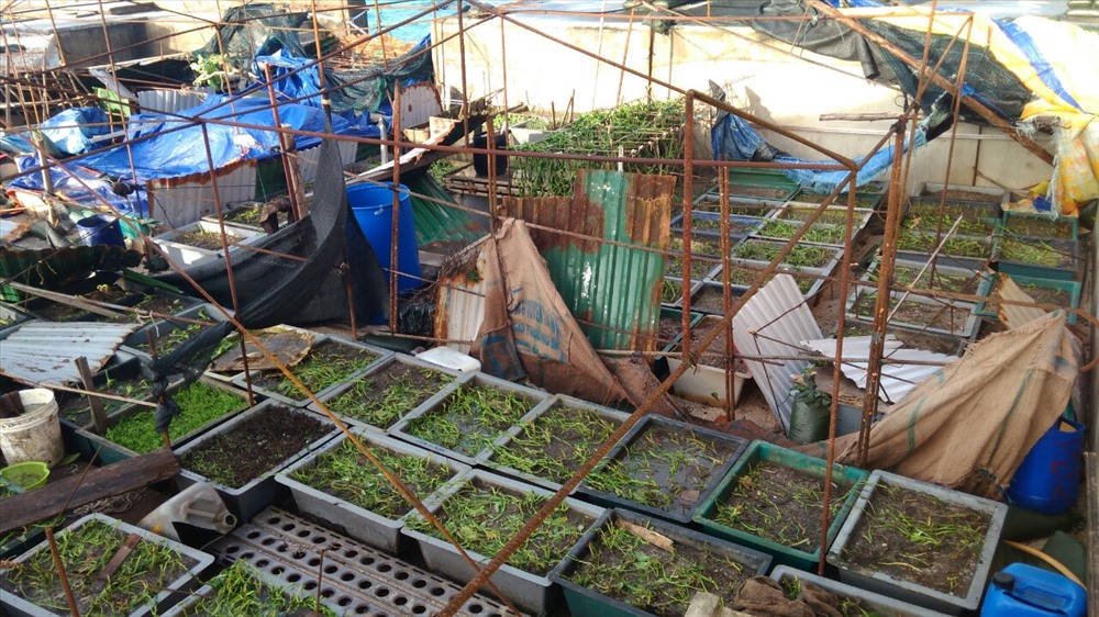 Vườn rau bị hư hại tại đảo An Bang. Ảnh: P.C