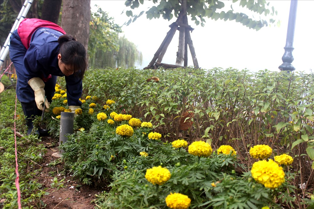 Công nhân đang miệt mài cắt tỉa, chỉnh trang lại bồn hoa khu vực hồ Hoàn Kiếm trước thềm năm mới.