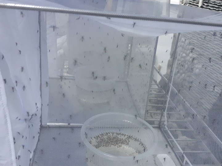 Muỗi mang Wolbachia được nuôi trong phòng thí nghiệm. Ảnh: Châu Tường