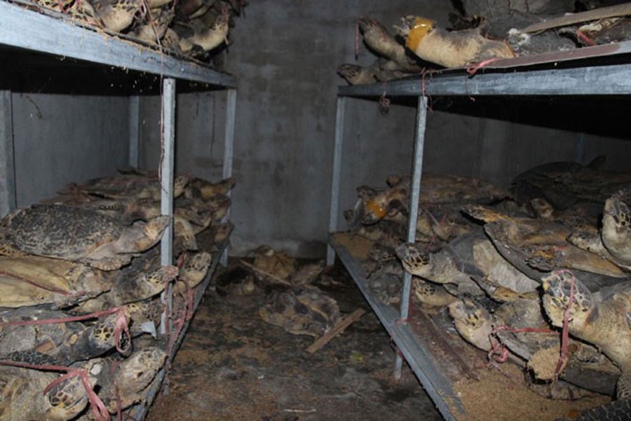 Xác rùa chất đống chồng chất trong kho xưởng của bị cáo Hải ở xã Phước Đồng, TP.Nha Trang. Ảnh: D.H