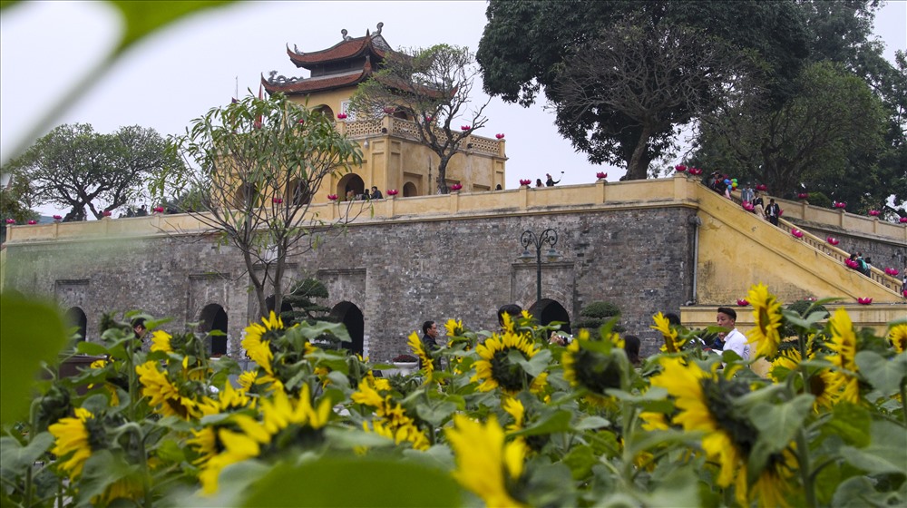 Hai vườn hoa hướng dương được trồng dọc 2 bên sườn từ hướng cổng vào, song song với đường Hoàng Diệu và Nguyễn Tri Phương.