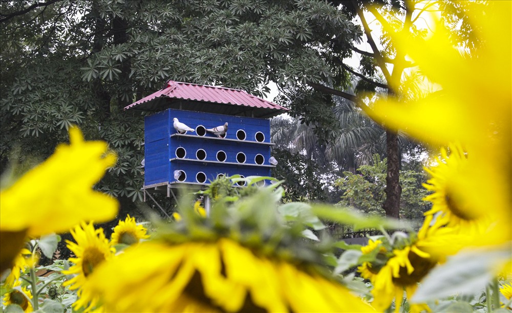 Trong khuôn viên di tích Hoàng thành Thăng Long, lần đầu tiên hoa hướng dương được trồng tại đây, không chỉ tô điểm màu sắc cho khu di tích những ngày cuối năm mà còn tạo không gian tươi mới cho rất nhiều các bạn sinh viên đến chụp ảnh kỷ yếu.