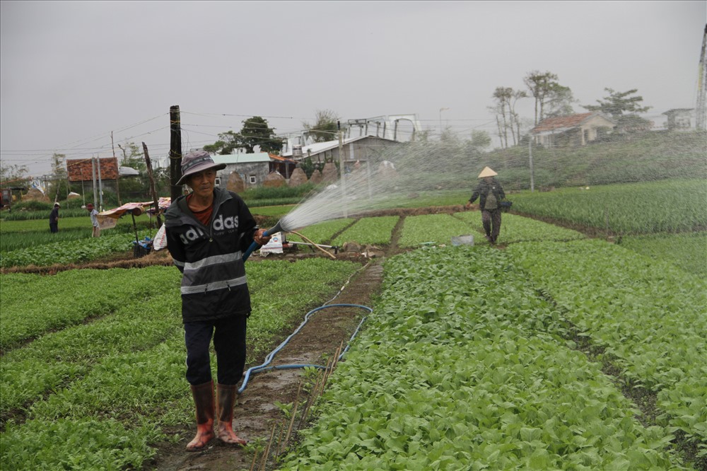 4.	Ông Nguyễn A (73 tuổi) nhiều năm gắn bó với nghề trong rau chia sẻ: “Ông trồng rau cũng lâu rồi, kể từ sau giải phóng thì về đây gắn bó với mảnh đất của mình. 8 người con của ông cũng từ đây mà trưởng thành”.