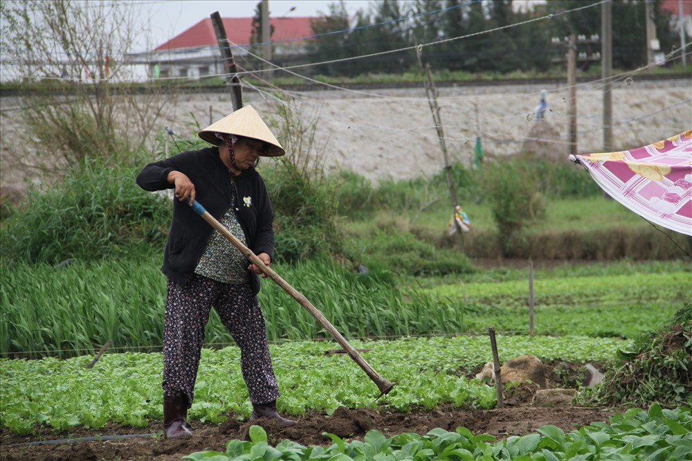 5.	Người dân cũng đang tích cực làm đất để chuẩn bị xuống giống cho vụ rau mới.