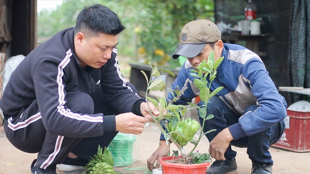 Anh Bắc chọn cây phật thủ cảnh.