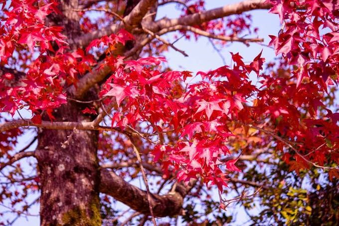 Thường vào giữa tháng 9 ở Hokkaido – địa phương ở cực bắc nước Nhật – sẽ bắt đầu vào mùa chuyển màu lá đầu tiên, sau đó màu lá đỏ mới dịch chuyển dần đến các địa phương phía nam trong vòng khoảng 50 ngày. Sự thay đổi màu sắc lá diễn ra vào buổi sáng sớm, khi nhiệt độ khoảng 6,7 độ C. Mùa ngắm lá đỏ thường chỉ kéo dài từ 20 đến 25 ngày, và thay đổi theo từng năm.