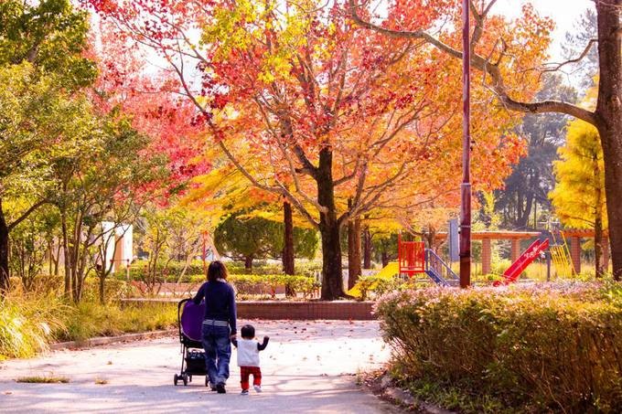 Khi mùa thu đến, đảo Nami (Nhật Bản) và nhiều nơi của Hàn Quốc được bao phủ toàn màu màu đỏ của những hàng cây phong.