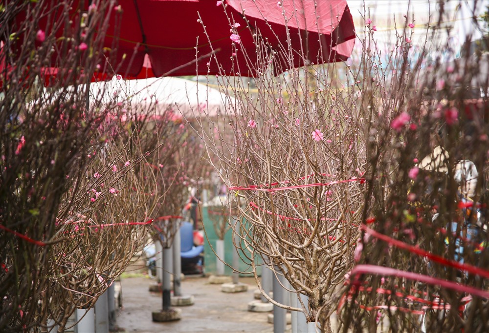 Tại chợ hoa Quảng Bá đã xuất hiện đào sớm phục vụ người dân 