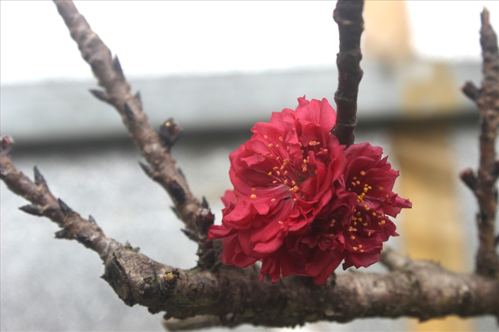 Điều đặc biệt ở Đào Thất Thốn là hoa đào. Hoa đào bung nở có kích thước khổng lồ với đường kính từ 4-5 cm. Màu hoa đỏ thắm, nhụy vàng. 