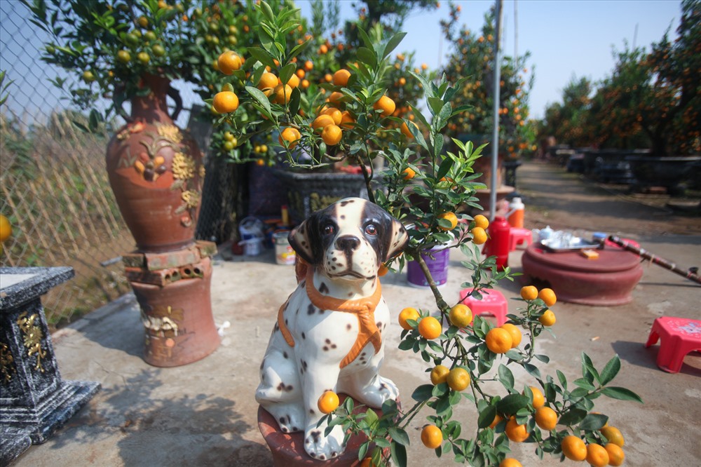 Những chậu quất bonsai “ngự” trên lưng chú chó đốm có giá 2-3 triệu đồng được các nhà vườn ở Hà Nội tung ra thị trường trở thành hàng hot dịp Tết Mậu Tuất.