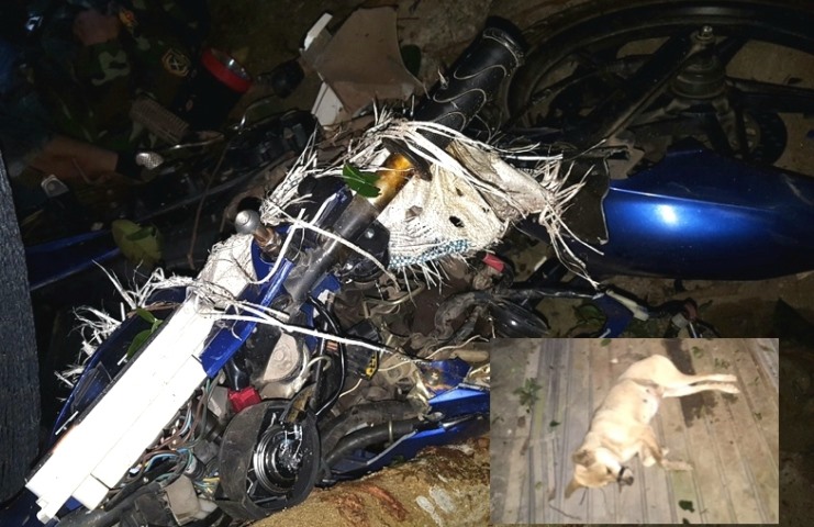 Chiếc xe máy với các tang vật liên quan cùng một trong số các con chó tại hiện trường (ảnh nhỏ).