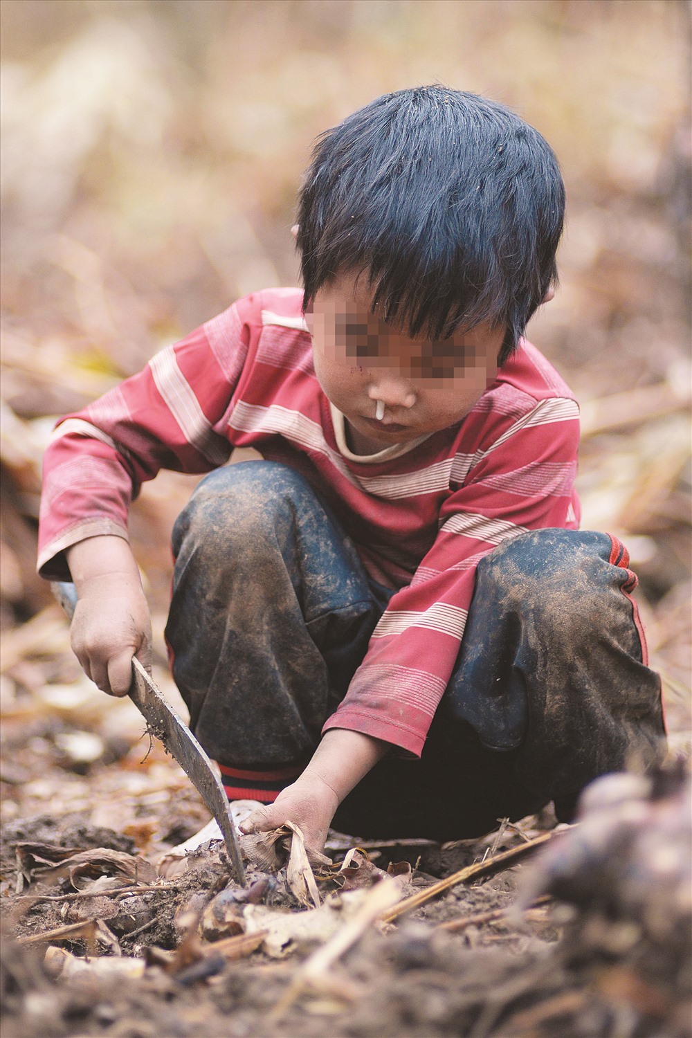 Bé trai 6 tuổi giúp gia đình thu hoạch nông sản.