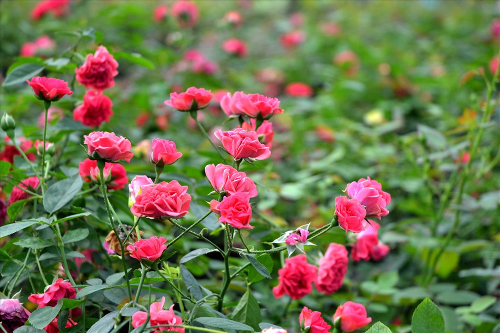 Ngất ngây với vườn hoa hồng Pháp tuyệt đẹp được tham quan miễn phí dịp Tết   Báo Người lao động