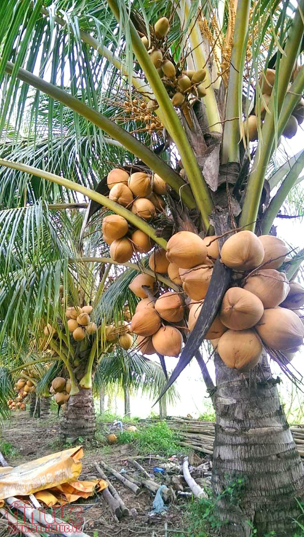 Vườn dừa sai quả của bà Trắng, các buồng dừa chỉ cao cách mặt đất 50 cm.