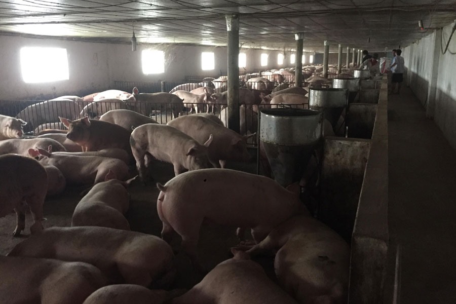 Một trang trại đang còn hàng nghìn con lợn thịt tại Hà Nội. Ảnh: THẾ ANH