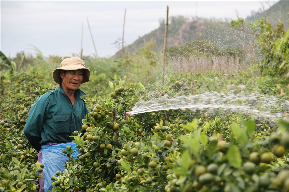 Ông Nguyễn Lộc (65 tuổi) Tết này trồng được hơn 300 chậu quất, vừa bán được hết, hiện tại vẫn phải chăm sóc chờ thương lái tới chở đi. Do thời tiết thất thường 1 số chậu cũng đã có triệu chứng bị vàng lá.